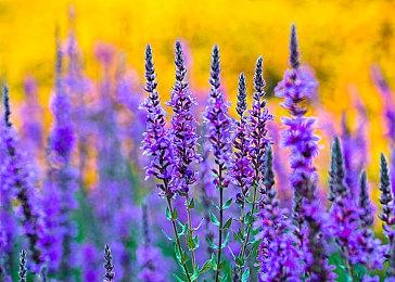 「不同凡响」的《WWE 2K22》请来制霸空中的超级巨星Rey Mysterio担任封面人物