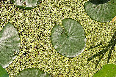 《鹅鸭杀》官方手游预约上线TapTap：希望尽快推出